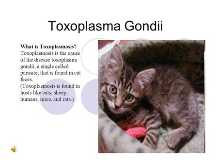 Toxoplasma Gondii What is Toxoplasmosis? Toxoplasmosis is the cause of the disease toxoplasma gondii, a single celled parasite, that is found in cat feces.