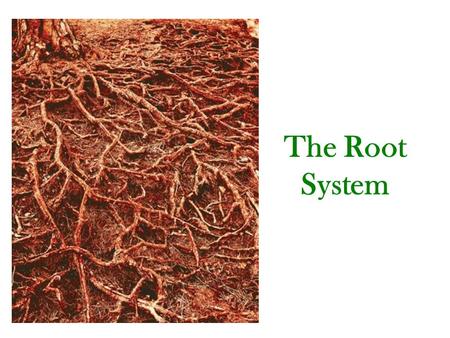 The Root System.