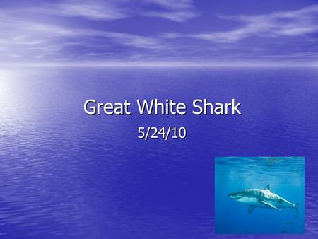 Great White Shark 5/24/10.