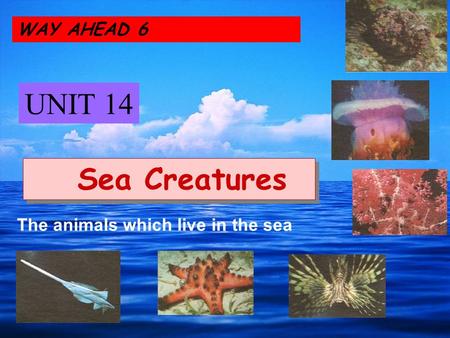 WAY AHEAD 6 UNIT 14 Sea Creatures The animals which live in the sea.