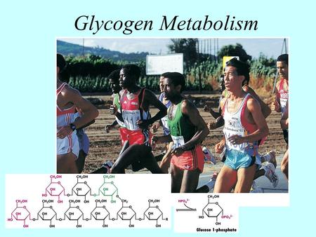 Glycogen Metabolism Glycogen Metabolism.