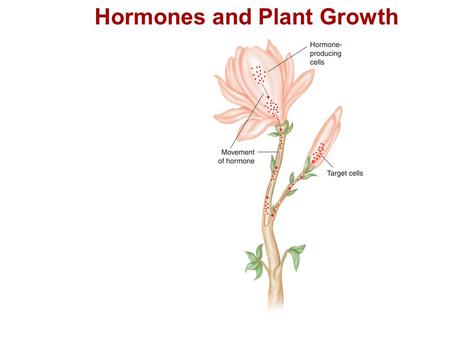 Hormones and Plant Growth