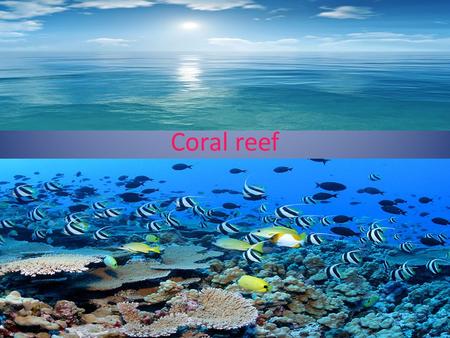Coral reef. Where coral reef are located ? Coral reefs are located in the the Eastern coast of Africa, the Southern coast of India, the coasts of Australia,