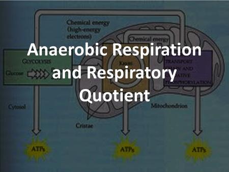 Anaerobic Respiration and Respiratory Quotient. Alternative Energy Sources Triglycerides (fats) are hydrolyzed into glycerol and then G3P (step 6 in glycolysis)