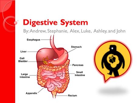 Digestive System By: Andrew, Stephanie, Alex, Luke, Ashley, and John.
