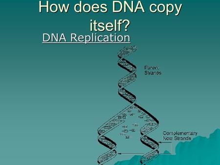 How does DNA copy itself? DNA Replication.  The “parent” strands act as templates for replication  Each receives a new, complementary strand.
