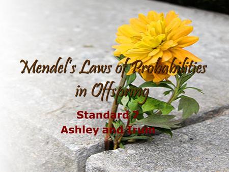 Mendel’s Laws of Probabilities in Offspring Standard 7 Ashley and Irum.