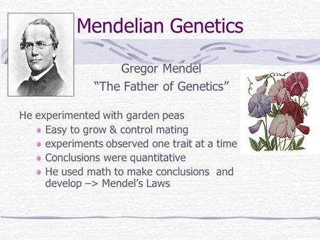 Mendelian Genetics Gregor Mendel “The Father of Genetics” He experimented with garden peas Easy to grow & control mating experiments observed one trait.