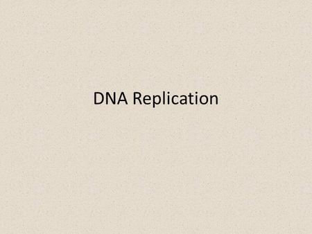 DNA Replication. DNA replication depends on specific base pairing – DNA replication Starts with the separation of DNA strands – Then enzymes use each.