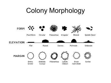 Figure 7-4 Colony morphology descriptions