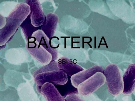 BACTERIA SBI 3C. Lesson Outline 2 Kingdoms Classifying Bacteria –Cell Wall Composition –Shape –Configuration –Reproduction.