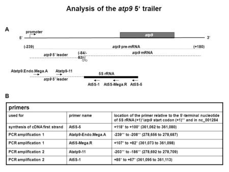Analysis of the atp9 5‘ trailer A B At5S-5 Atatp9.Endo.Mega.A atp9 At5S-Mega.R (-239) (-84/- 83) (+180) 5S rRNA 5’ 3’ atp9 mRNA atp9 pre-mRNA atp9 5’ leader.