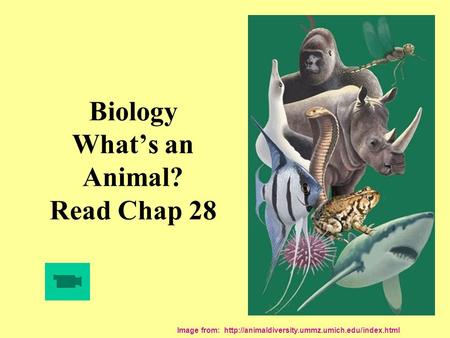 Biology What’s an Animal? Read Chap 28 Image from:
