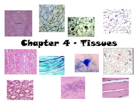 Chapter 4 - Tissues. Muscle Tissue Characteristics –W–Well vascularized –H–Highly cellular –R–Responsible for most types of body movement Functions –R–Responsible.