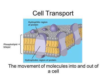 Cell Transport The movement of molecules into and out of a cell.