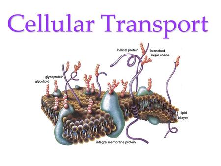 Cellular Transport Cellular Transport involves the Cell Membrane! PASSIVE TRANSPORT –E–E–E–Energy not required DIFFUSION OSMOSIS –H–H–H–Hypertonic –H–H–H–Hypotonic.