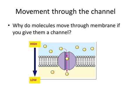 Movement through the channel Why do molecules move through membrane if you give them a channel? ? ? HIGH LOW.