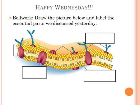 H APPY W EDNESDAY !!! Bellwork: Draw the picture below and label the essential parts we discussed yesterday.