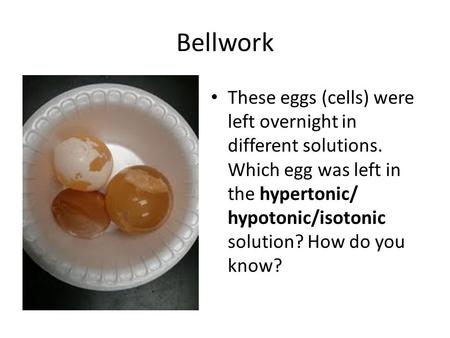Bellwork These eggs (cells) were left overnight in different solutions. Which egg was left in the hypertonic/ hypotonic/isotonic solution? How do you know?