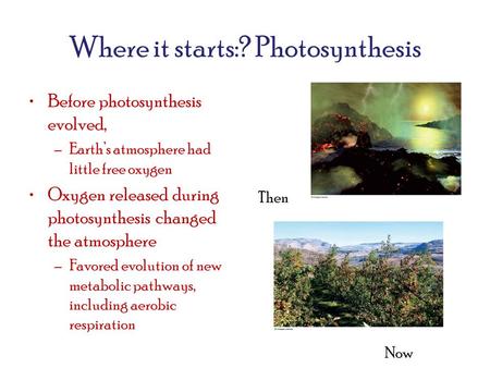 Where it starts:? Photosynthesis Before photosynthesis evolved, –Earth’s atmosphere had little free oxygen Oxygen released during photosynthesis changed.
