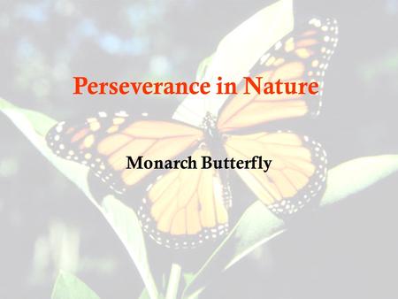 Perseverance in Nature Monarch Butterfly. Transformation Before: CaterpillarAfter: Butterfly.