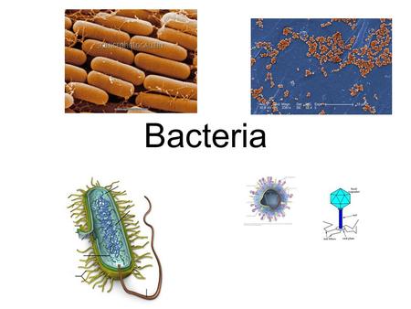 Bacteria. Prokaryotes Single-celled organisms that lack a nucleus, usually very small Also known as bacteria.