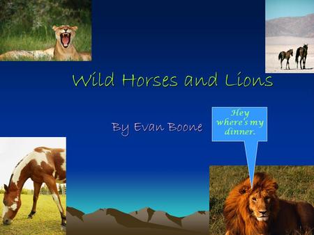 Wild Horses and Lions By Evan Boone Hey where’s my dinner.