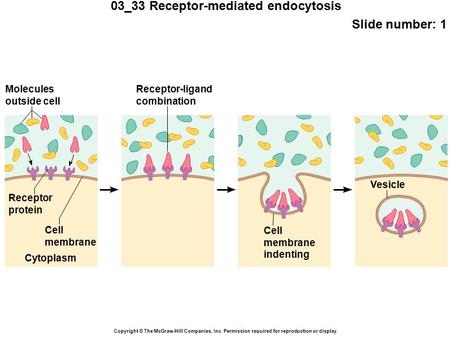 03_33 Receptor-mediated endocytosis Slide number: 1 Copyright © The McGraw-Hill Companies, Inc. Permission required for reproduction or display. Molecules.