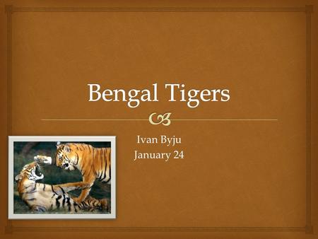 Ivan Byju January 24   The name of my animal is the Bengal Tiger. The Name Of My Animal.