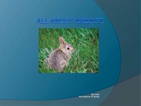 By:izaiah Ms Anderson 4 th grade] All About Rabbits Cottontail rabbit has many predator, so it is always on the lookout for danger.