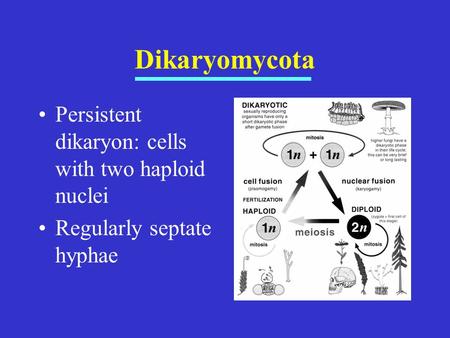 Dikaryomycota Persistent dikaryon: cells with two haploid nuclei Regularly septate hyphae.
