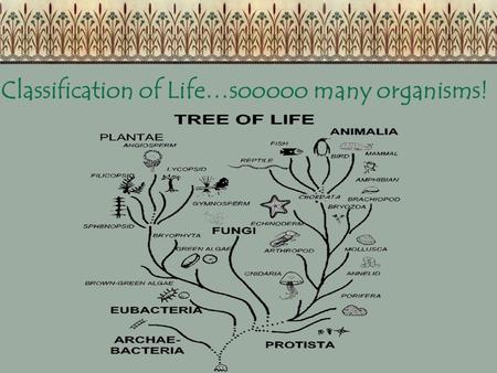 Classification of Life…sooooo many organisms!