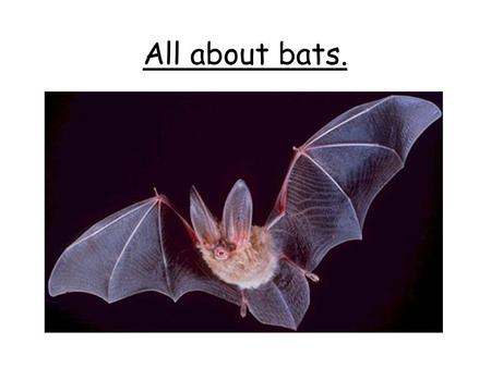 All about bats.. What types of bats do we have in the UK? In the UK, we are lucky enough to have 17 different types of bats. They range from the tiny.