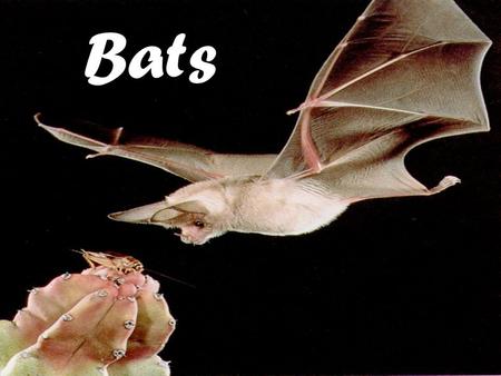 Bats. Bats are very unique! Bats are mammals They are the only mammals that are true fliers There are over 1,000 species of bats found on six of the seven.