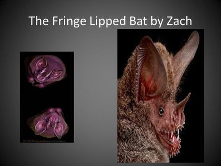 The Fringe Lipped Bat by Zach
