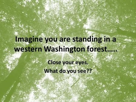 Imagine you are standing in a western Washington forest….. Close your eyes. What do you see??