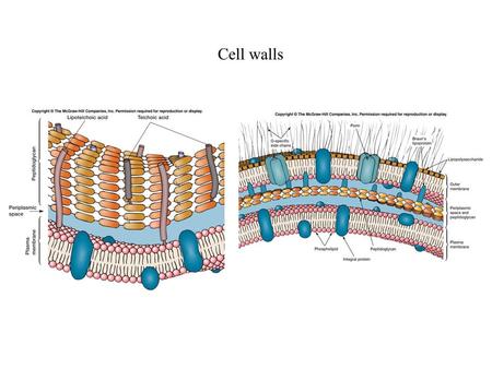 Cell walls.