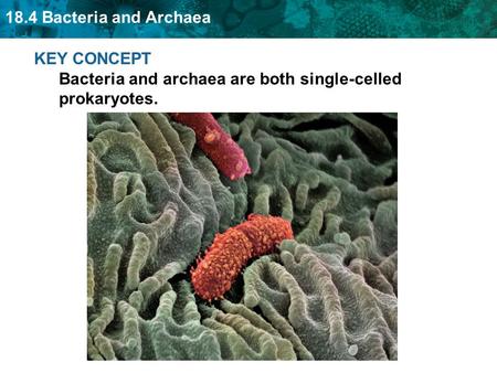 18.4 Bacteria and Archaea KEY CONCEPT Bacteria and archaea are both single-celled prokaryotes.