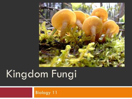Kingdom Fungi Biology 11.