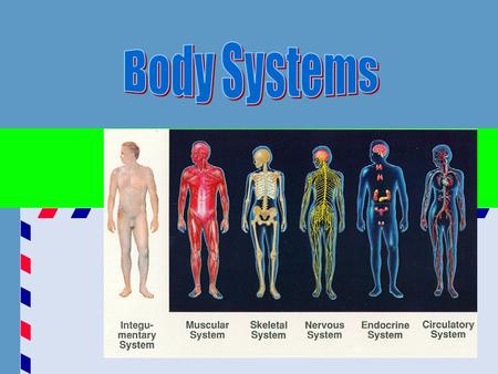 ANATOMY – study of the parts of the body PHYSIOLOGY – function of the body ANATOMICAL POSITION – standing erect with face forward, arms at the side, palms.