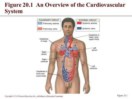 Copyright © 2004 Pearson Education, Inc., publishing as Benjamin Cummings Figure 20.1 An Overview of the Cardiovascular System Figure 20.1.