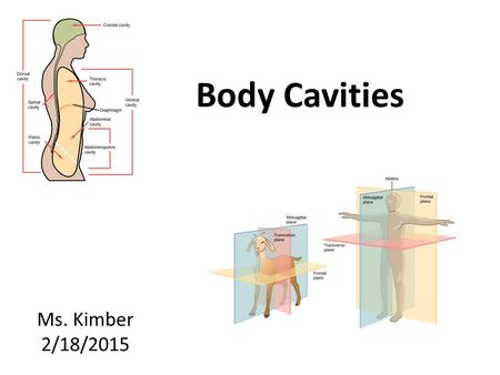 Body Cavities Ms. Kimber 2/18/2015.