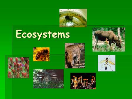 Ecosystems. What is an Ecosystem?  An ecosystem is a plant and animal community made up of living and nonliving things that interact with each other.