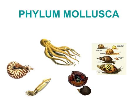 PHYLUM MOLLUSCA Mollusks Mollusks (Mollusca) –extremely diverse –characterized by a coelom great economic significance –pearls –mother of pearl economic.