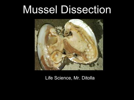 Mussel Dissection Life Science, Mr. Ditolla. Mollusks Many mollusks such as oysters, clams, and snails have hard outer shells. Other mollusks such as.