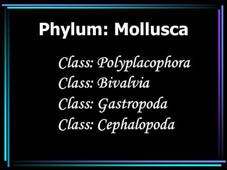 Phylum: Mollusca Class: Polyplacophora Class: Bivalvia
