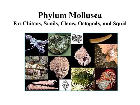 Phylum Mollusca Ex: Chitons, Snails, Clams, Octopods, and Squid.