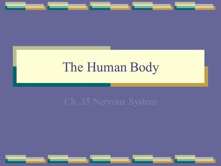 The Human Body Ch. 35 Nervous System.