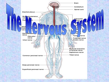 A system that controls all of the activities of the body. The nervous system is made of: The brainThe spinal cord The nervesThe senses.
