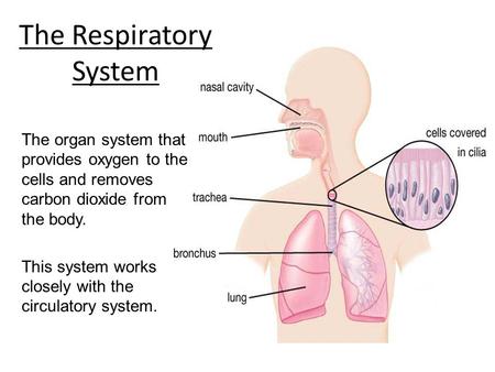 The Respiratory System The organ system that provides oxygen to the cells and removes carbon dioxide from the body. This system works closely with the.